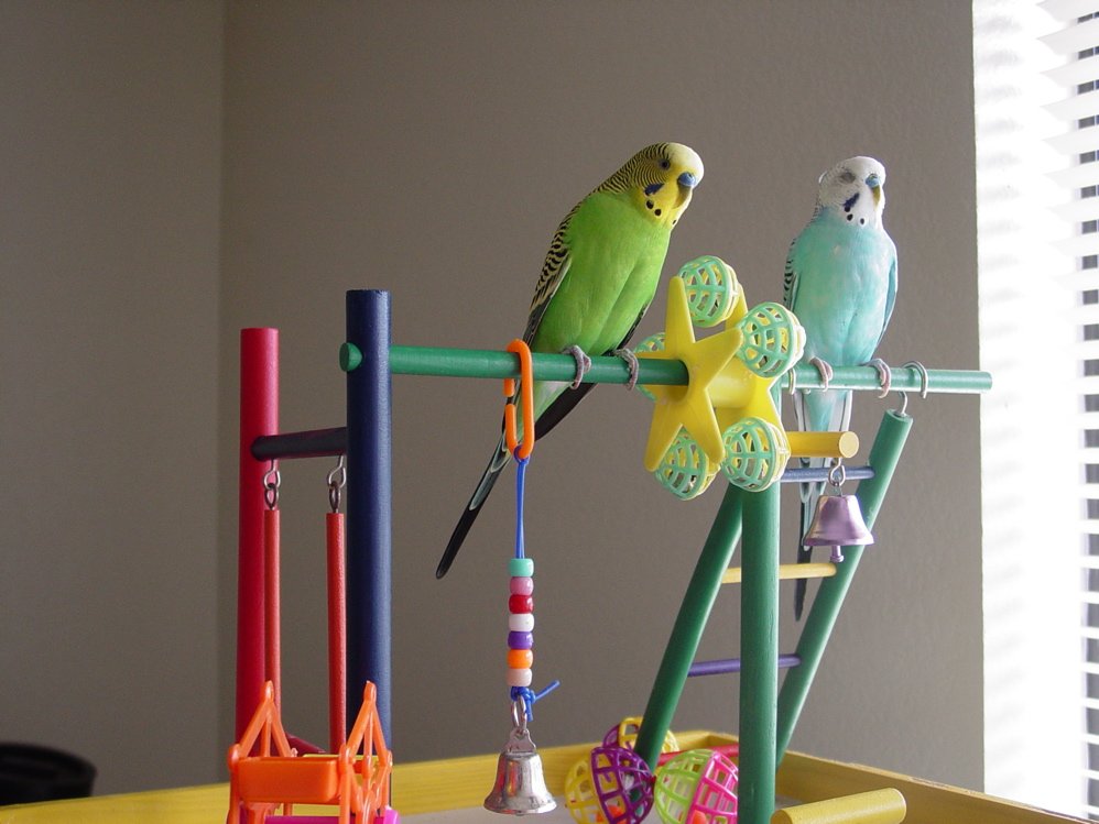 The Role of Play in Budgie Socialization (image credits: wikimedia)