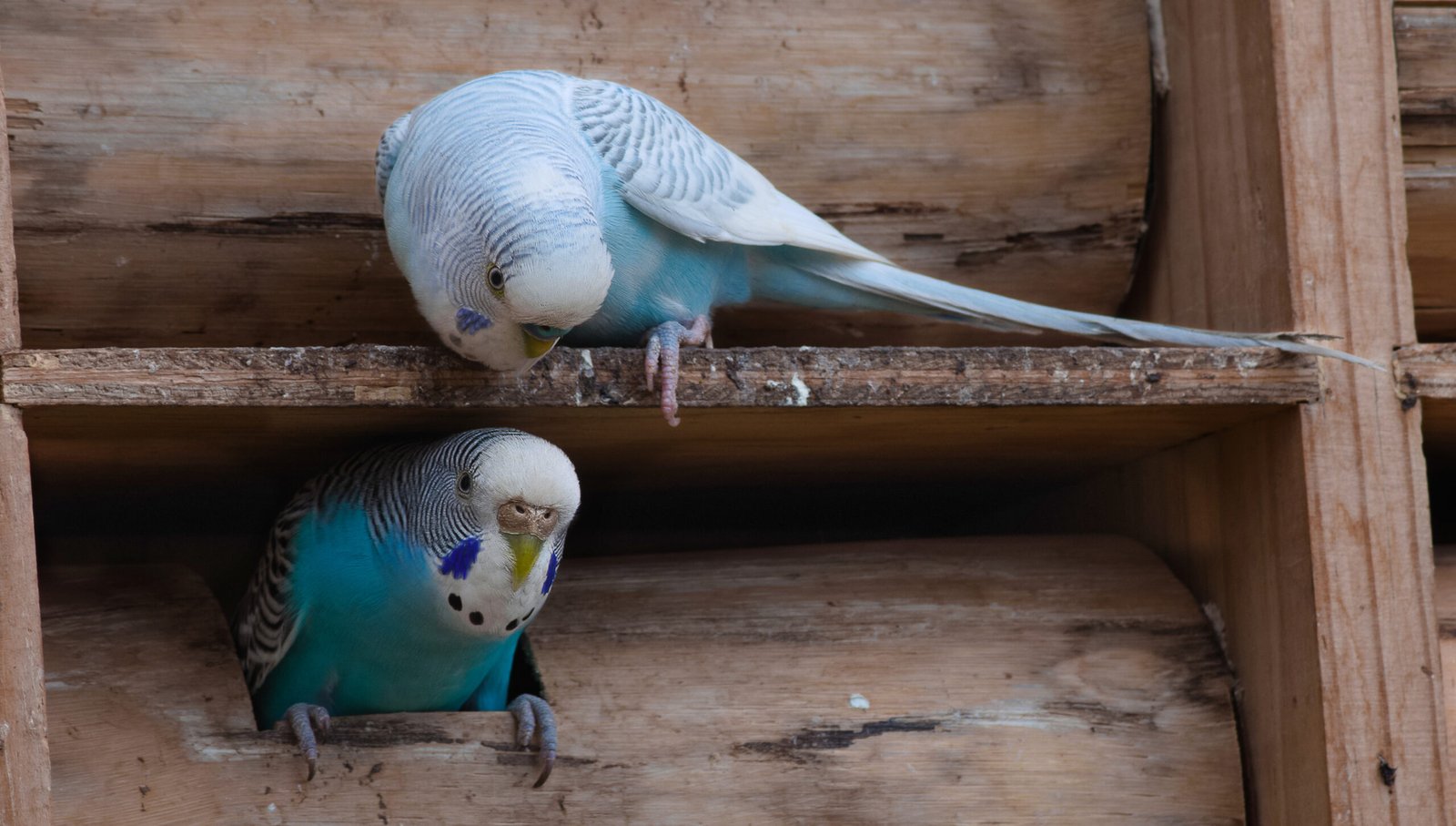Common Mistakes in Budgie Socialization (image credits: wikimedia)