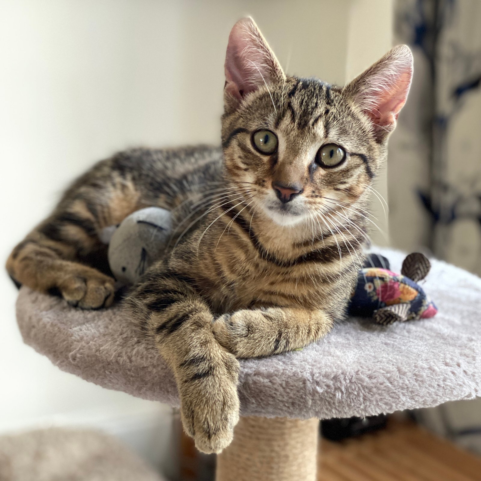 Enriching Your Cat’s Environment (image credits: wikimedia)