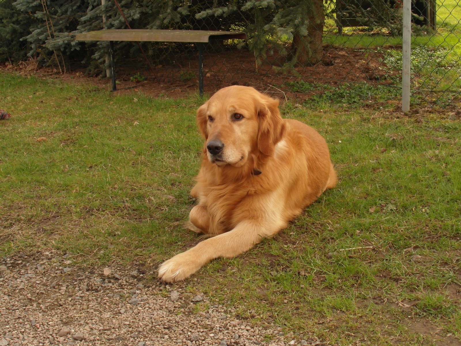 Golden Retriever: The Gentle Heart (image credits: wikimedia)