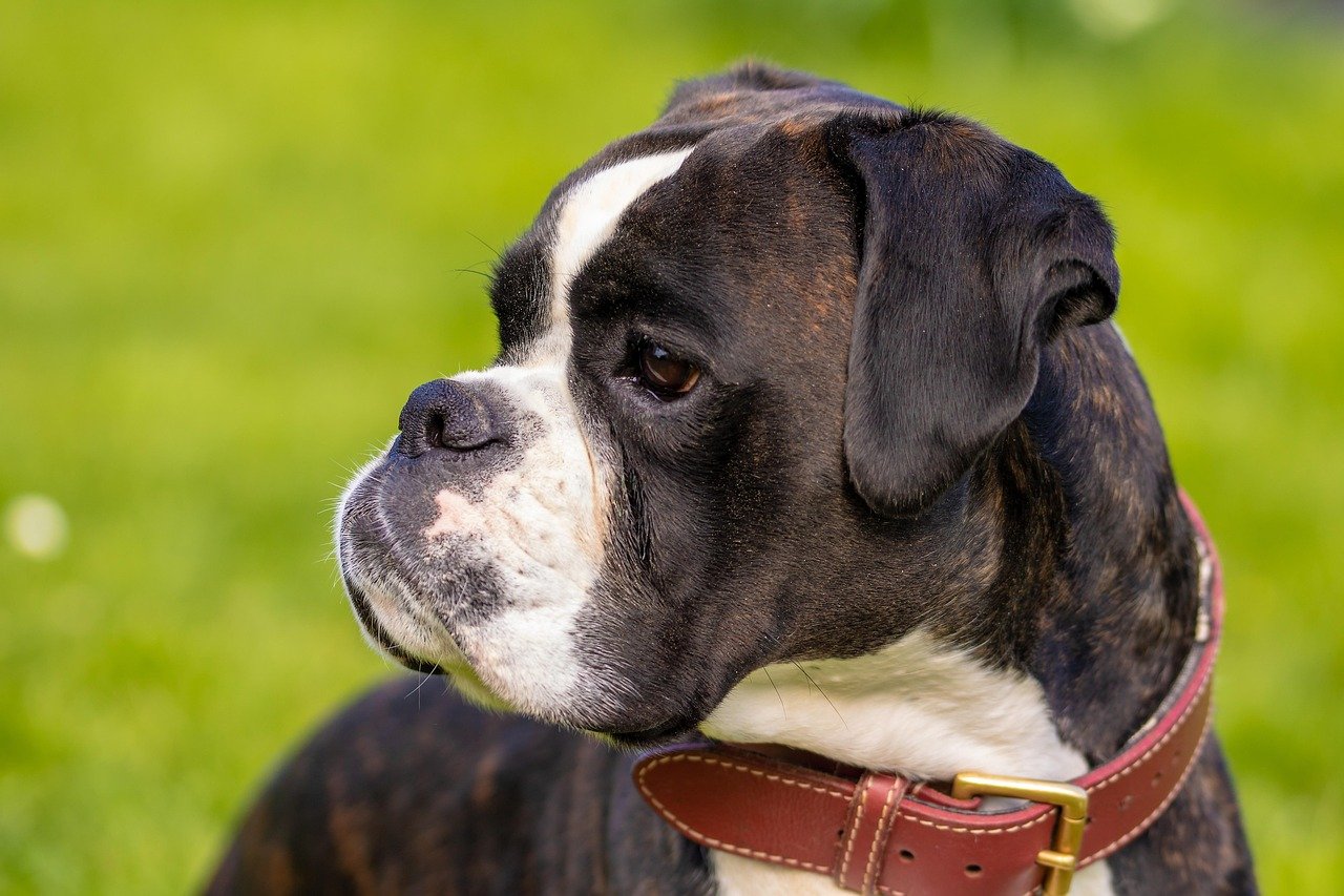 Boxer: The Playful Protector (image credits: pixabay)