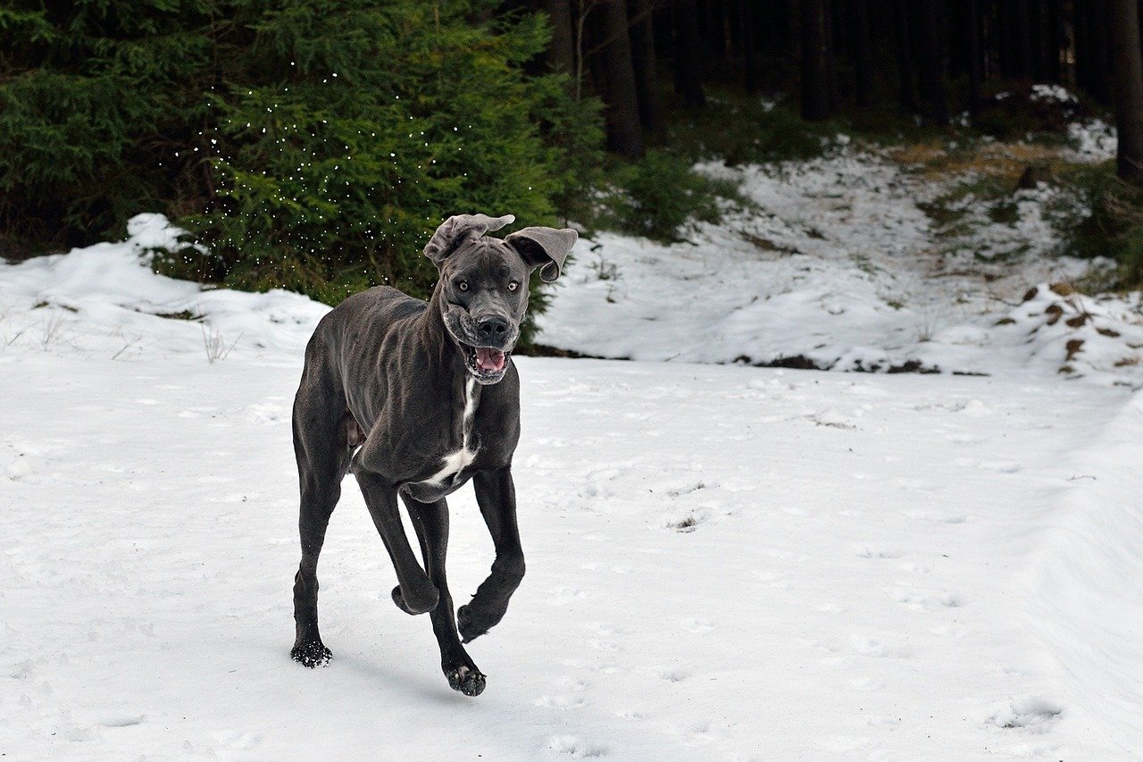 Great Dane: The Gentle Giant (image credits: pixabay)