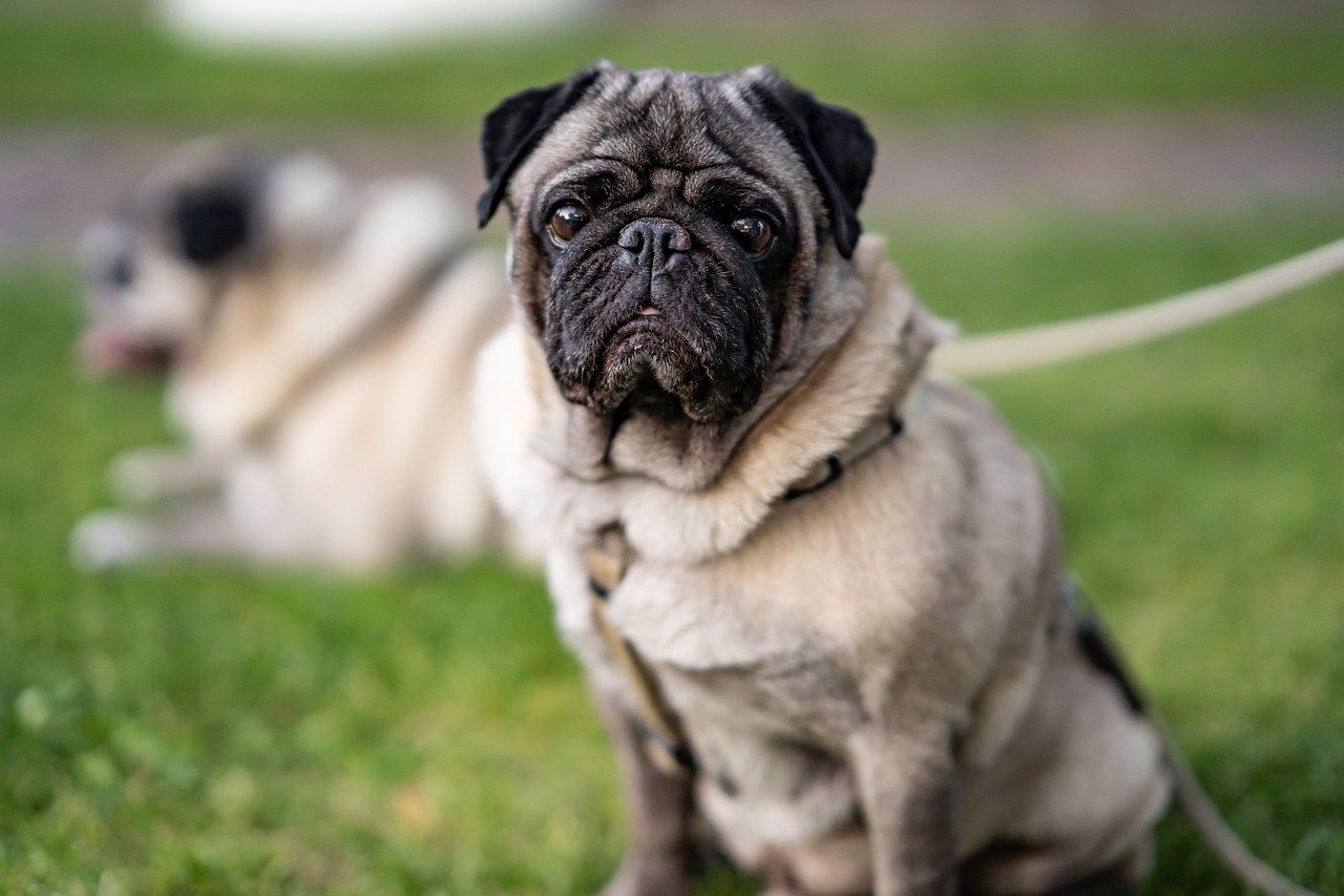 Pug: The Comedic Clinger (image credits: pixabay)