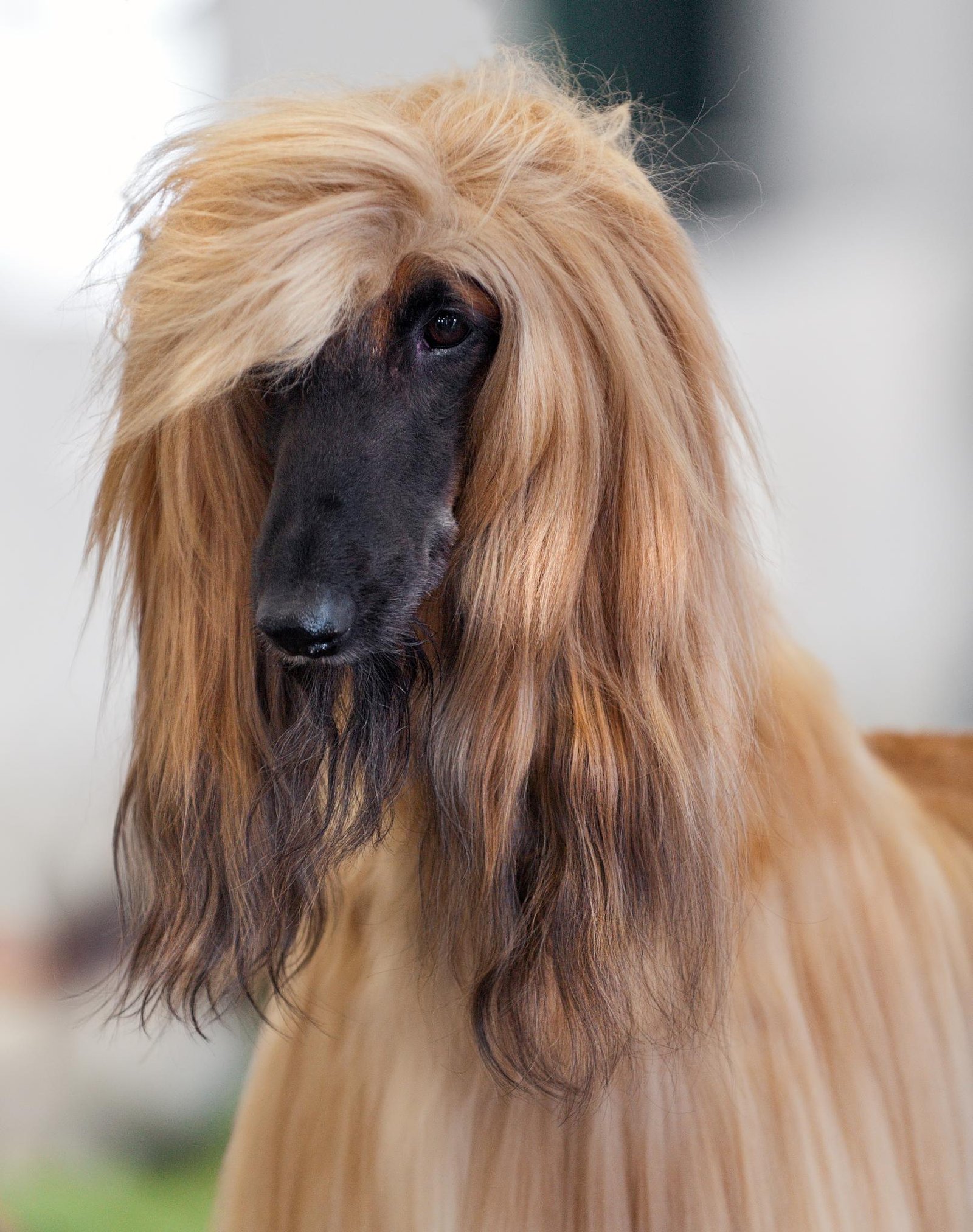 Afghan Hound: The Independent Aristocrat (image credits: wikimedia)