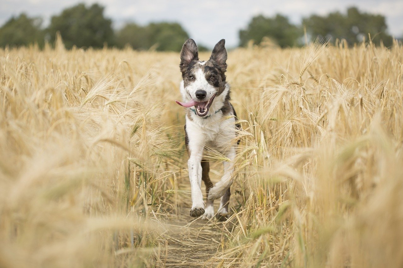 5. Playful Behavior (image credits: pixabay)
