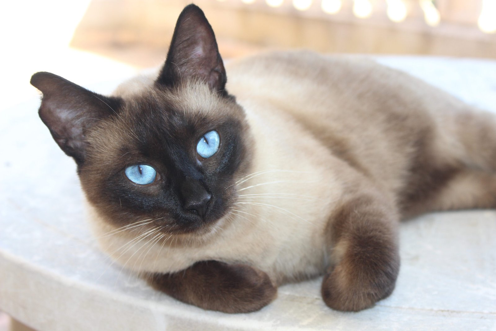 8. Siamese: The Chatty Companion (image credits: wikimedia)