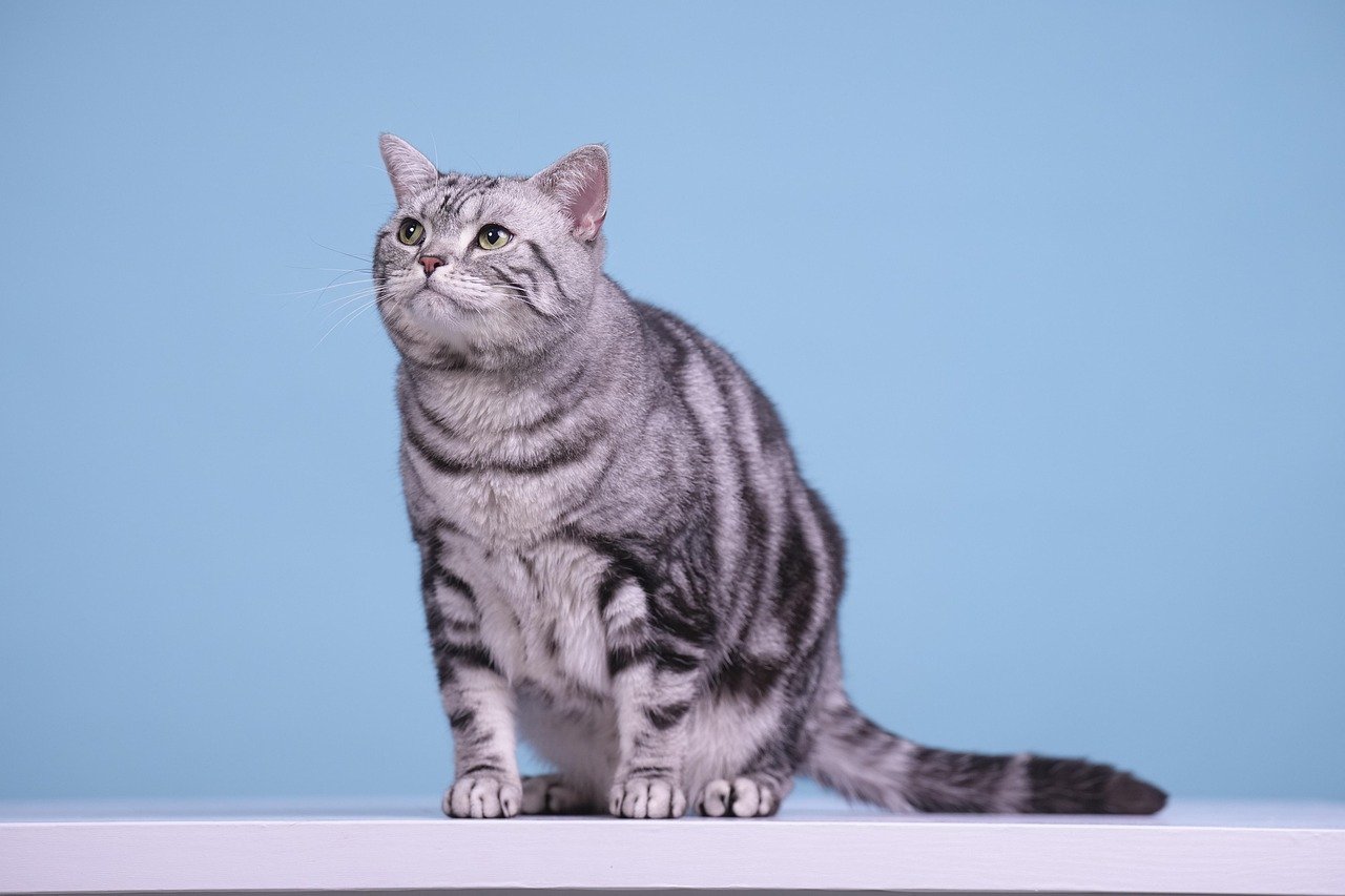 10. American Shorthair: The Classic Family Cat (image credits: pixabay)