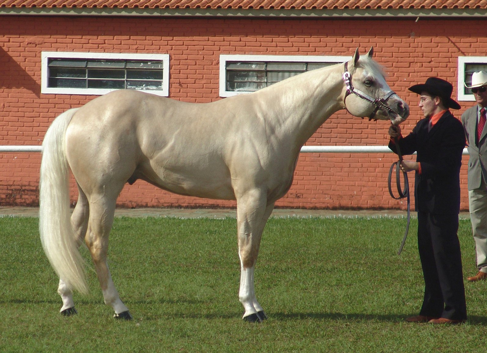 Quarter Horse: The Steady Supporter (image credits: wikimedia)