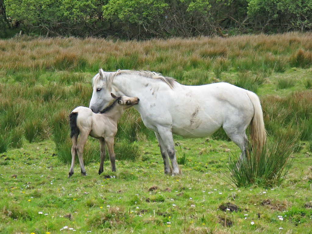 Connemara Pony: The Joyful Partner (image credits: wikimedia)