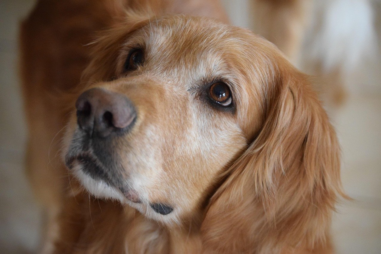 Golden Retriever: The Empathetic Soul (image credits: pixabay)