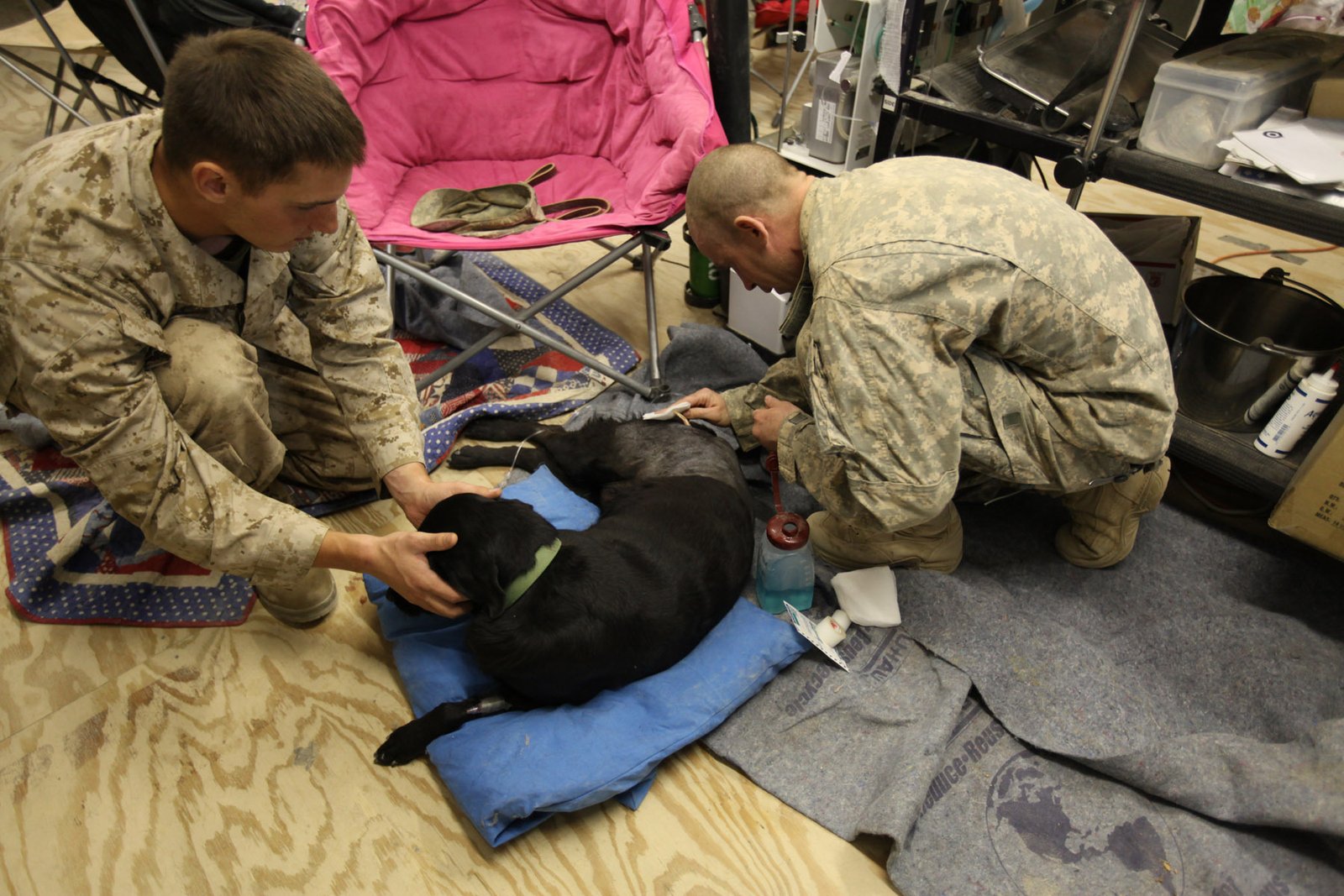 Prioritize Regular Veterinary Check-Ups (image credits: wikimedia)