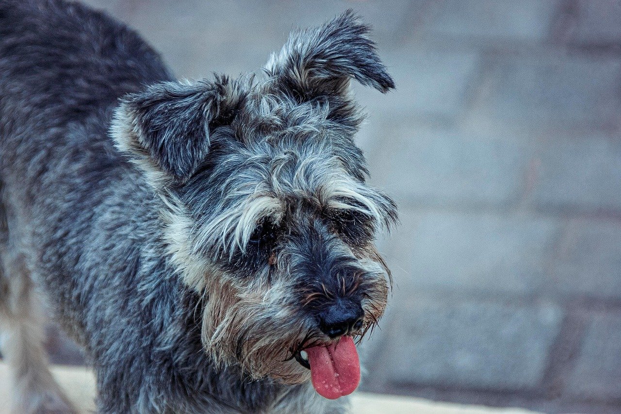 Miniature Schnauzer: The Stylish Urban Adventurer (image credits: pixabay)