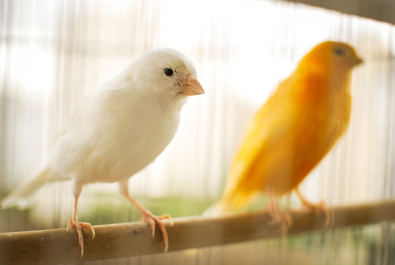 Respectful Social Behavior with Other Birds (image credits: pixabay)