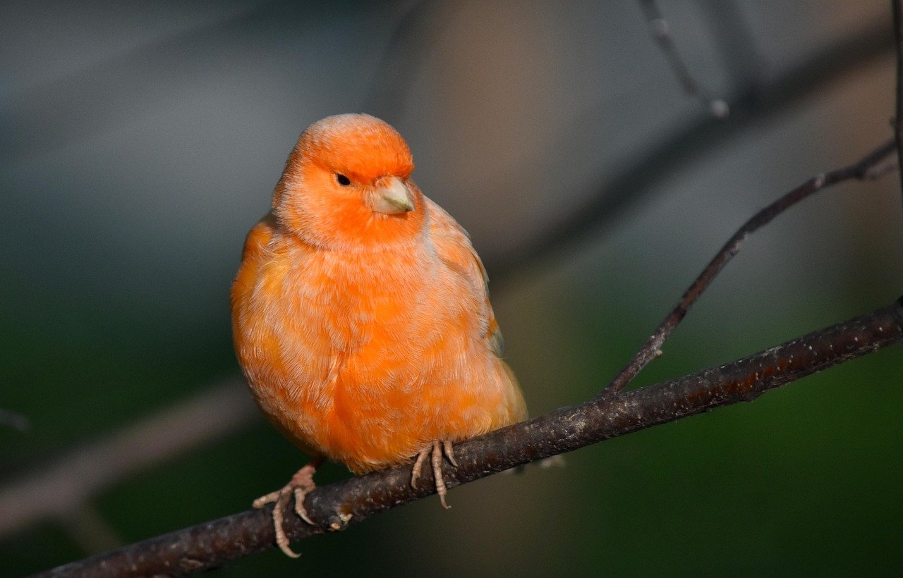 Soothing Preening Rituals (image credits: pixabay)