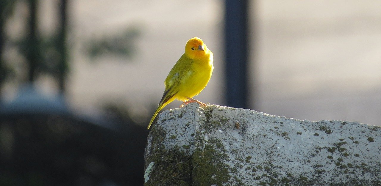 Welcoming Morning Chatter (image credits: pixabay)