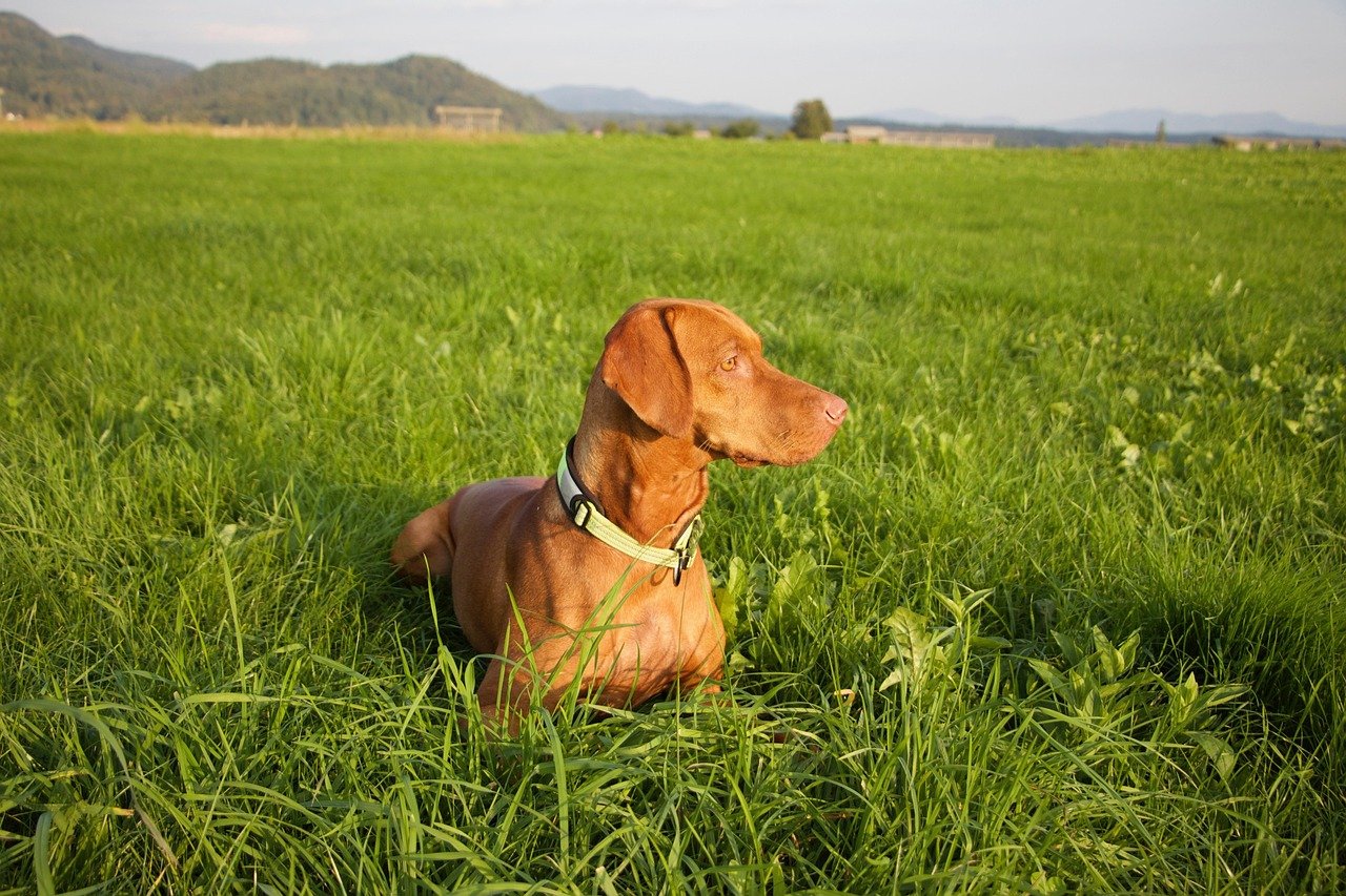 Vizsla: The Velcro Dog (image credits: pixabay)