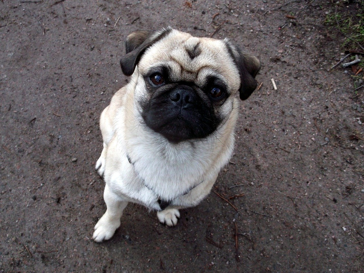 Pug: The Emotional Entertainer (image credits: pixabay)