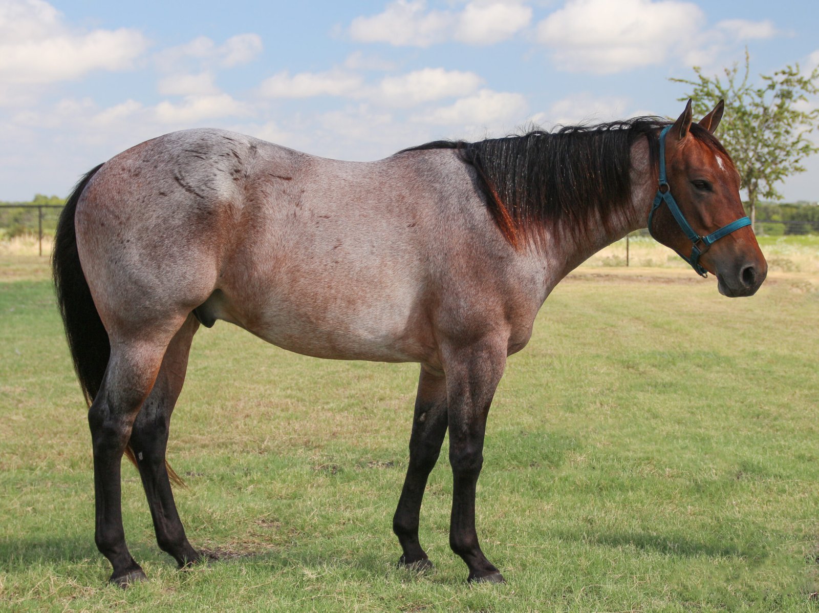 Quarter Horse: America’s Dependable Friend (image credits: wikimedia)