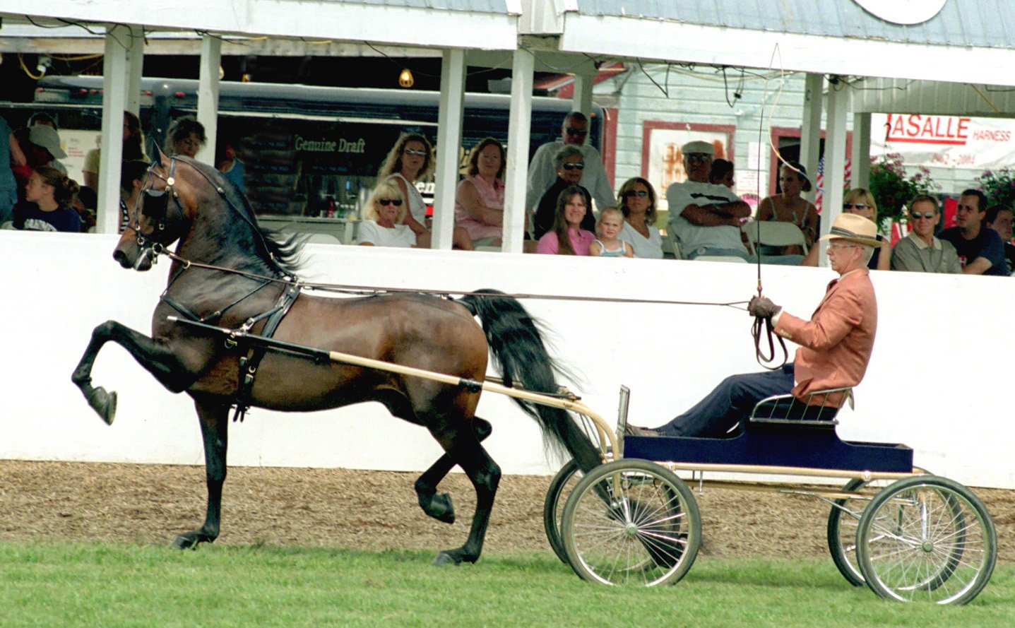 Morgan Horse: The Versatile Companion (image credits: wikimedia)