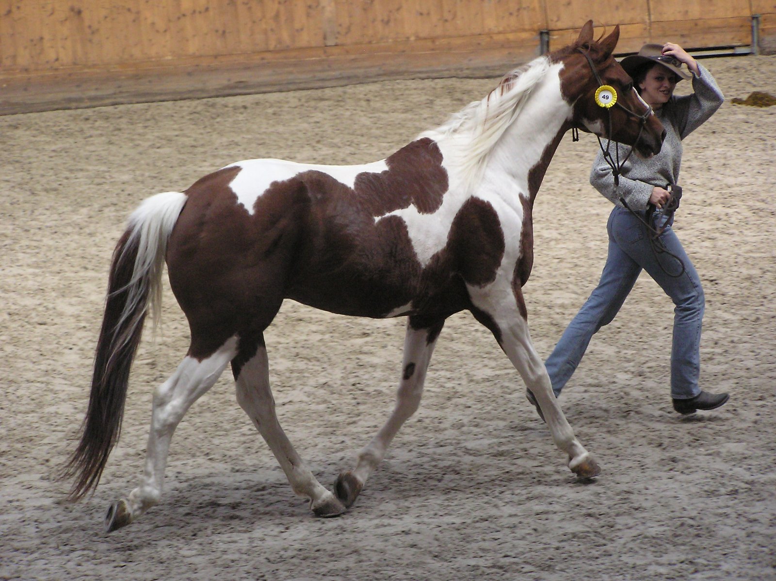 American Paint Horse: Calm and Colorful (image credits: wikimedia)