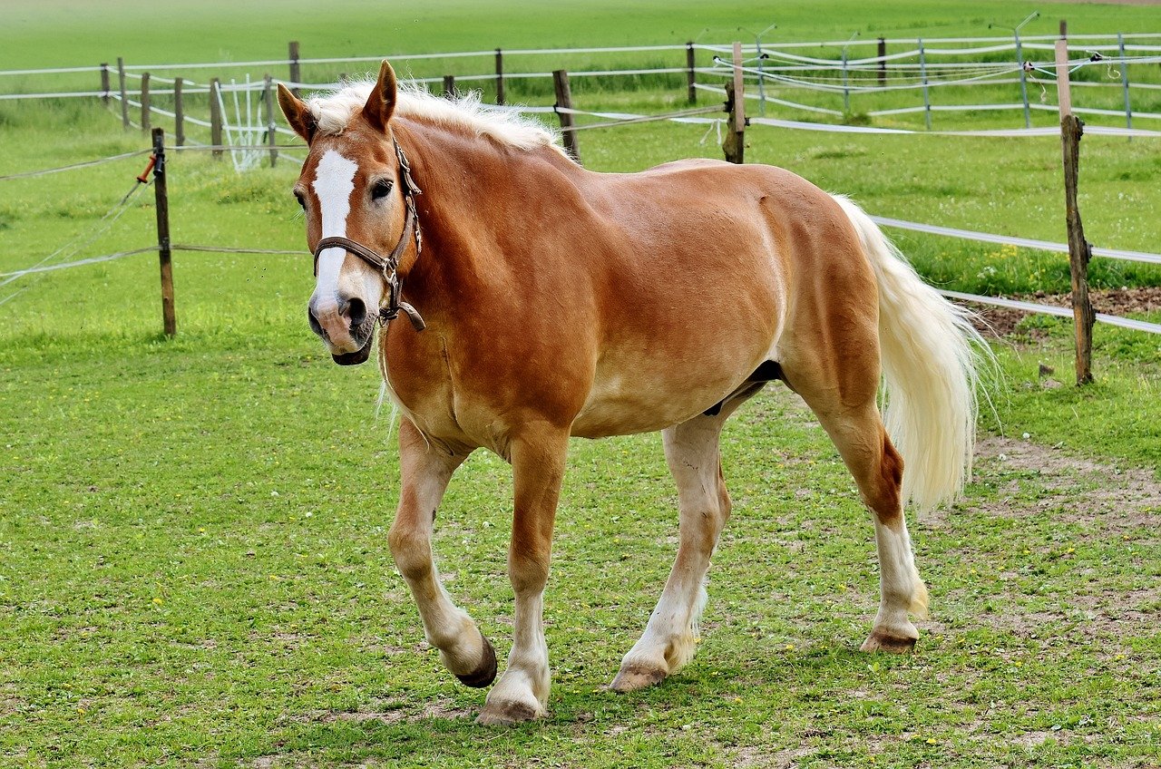 Haflinger: The Golden Gentle Giant (image credits: pixabay)
