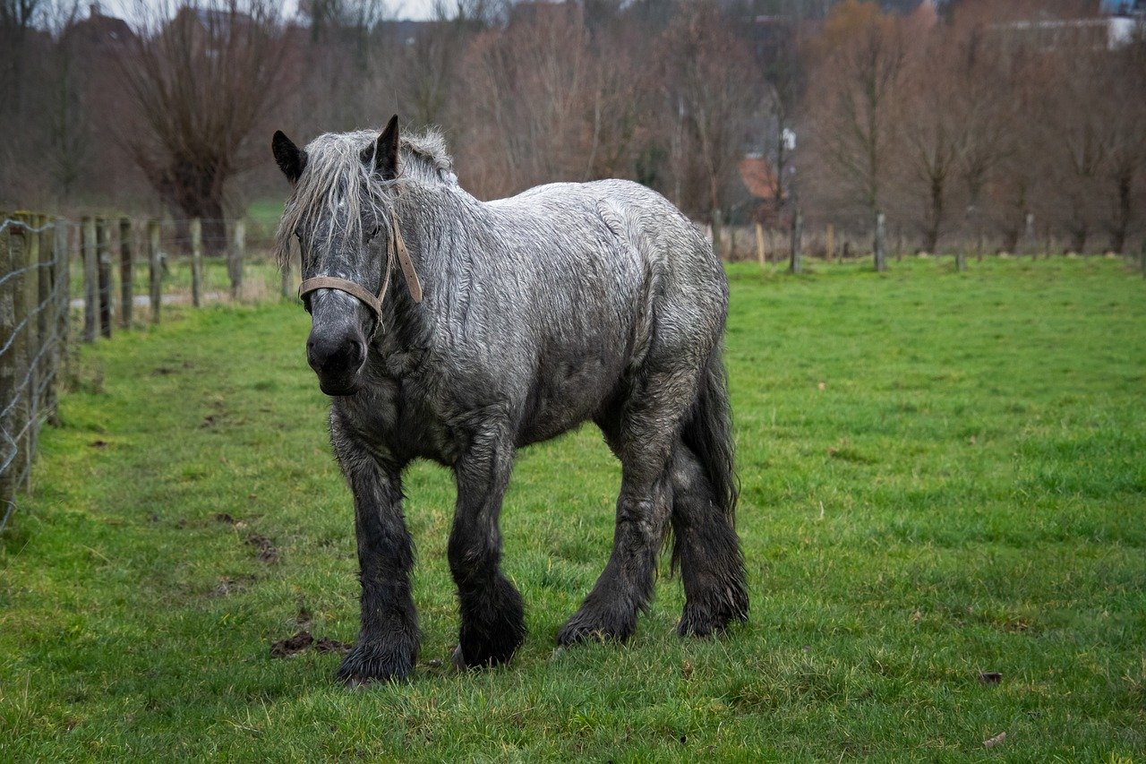 Belgian Draft Horse: Gentle Giants of the Stable (image credits: pixabay)