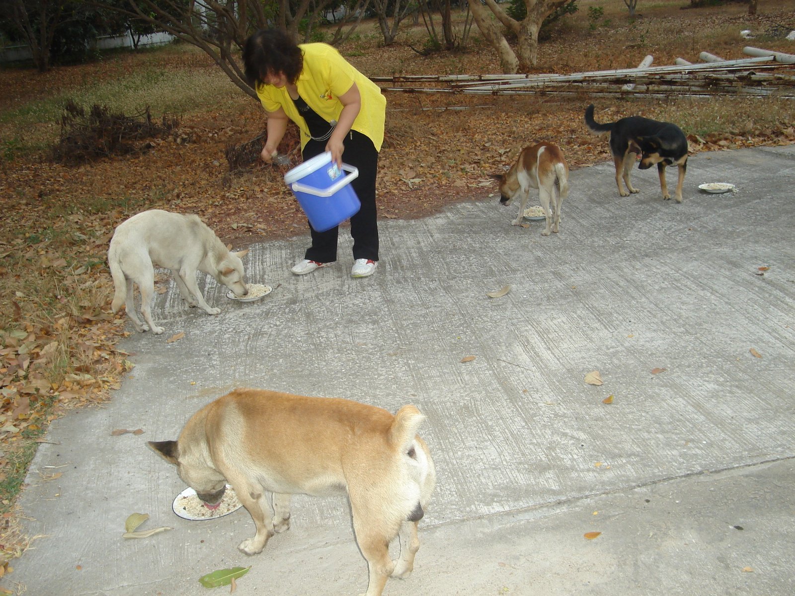 Feeding and Resource Management (image credits: wikimedia)