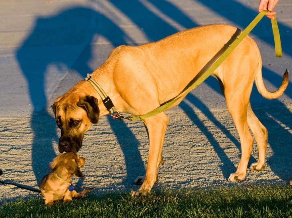 How To Make a Large and Small Dog Breed Get Along