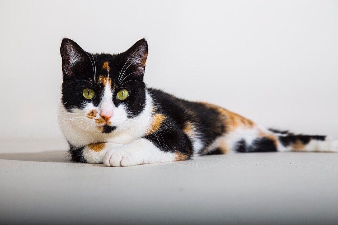 Almost All Calico Cats Are Female (image credits: pixabay)