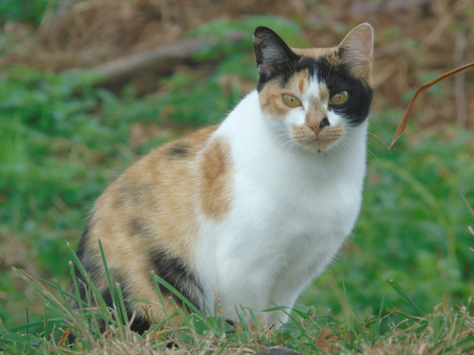 Male Calico Cats Are Extremely Rare (image credits: wikimedia)