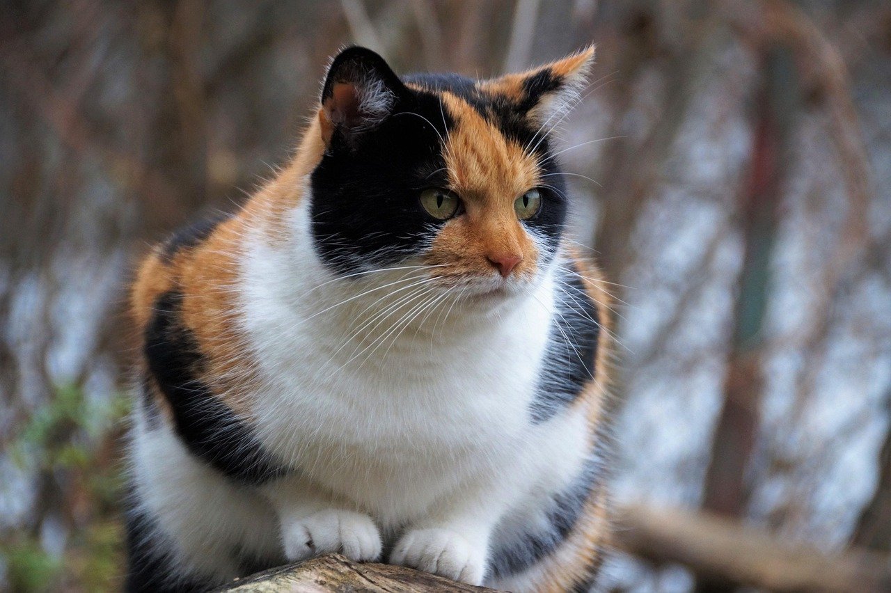Calico Cats Are Symbols of Good Luck (image credits: pixabay)