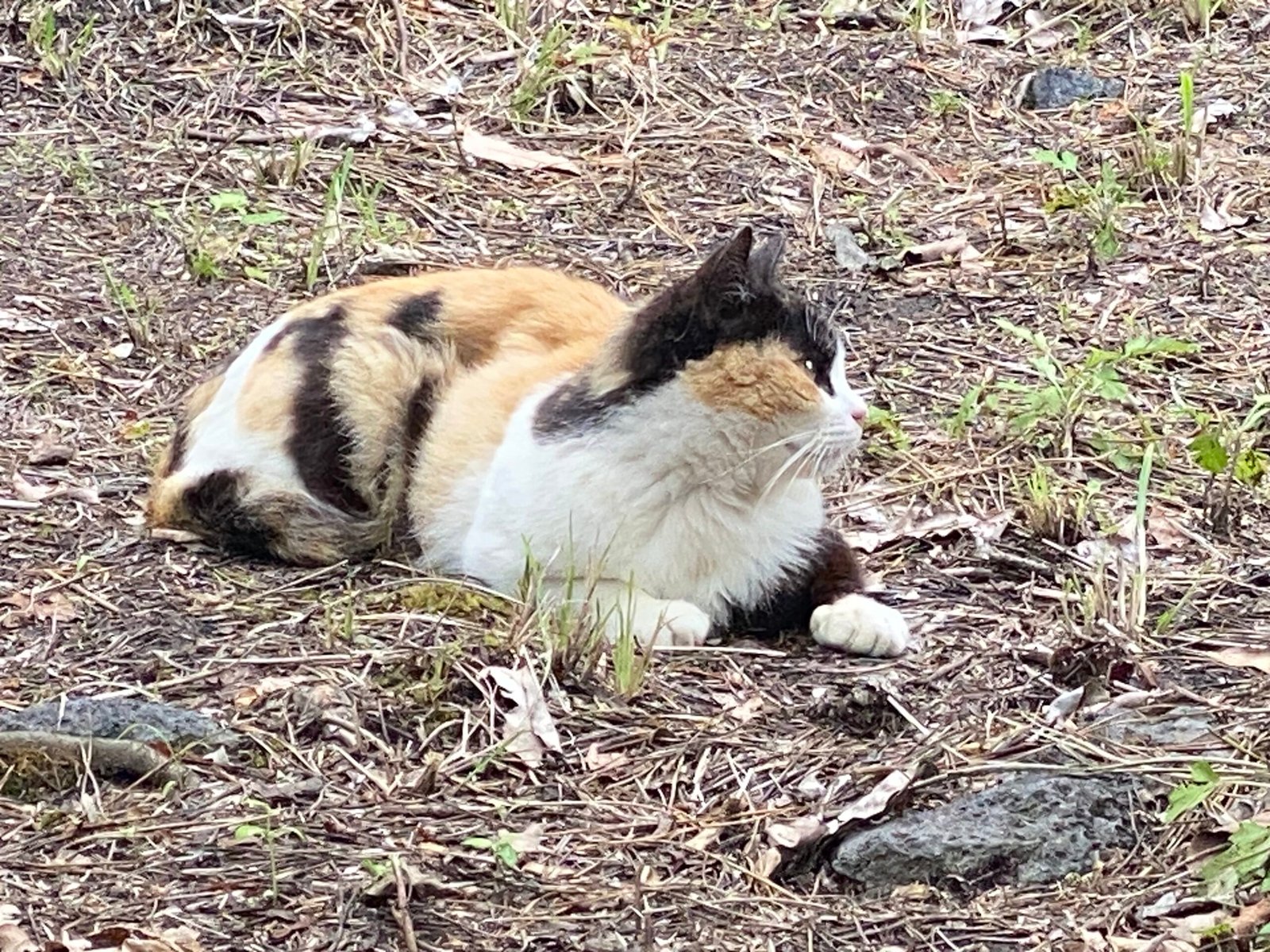 Calicos Are Found All Over the World (image credits: wikimedia)
