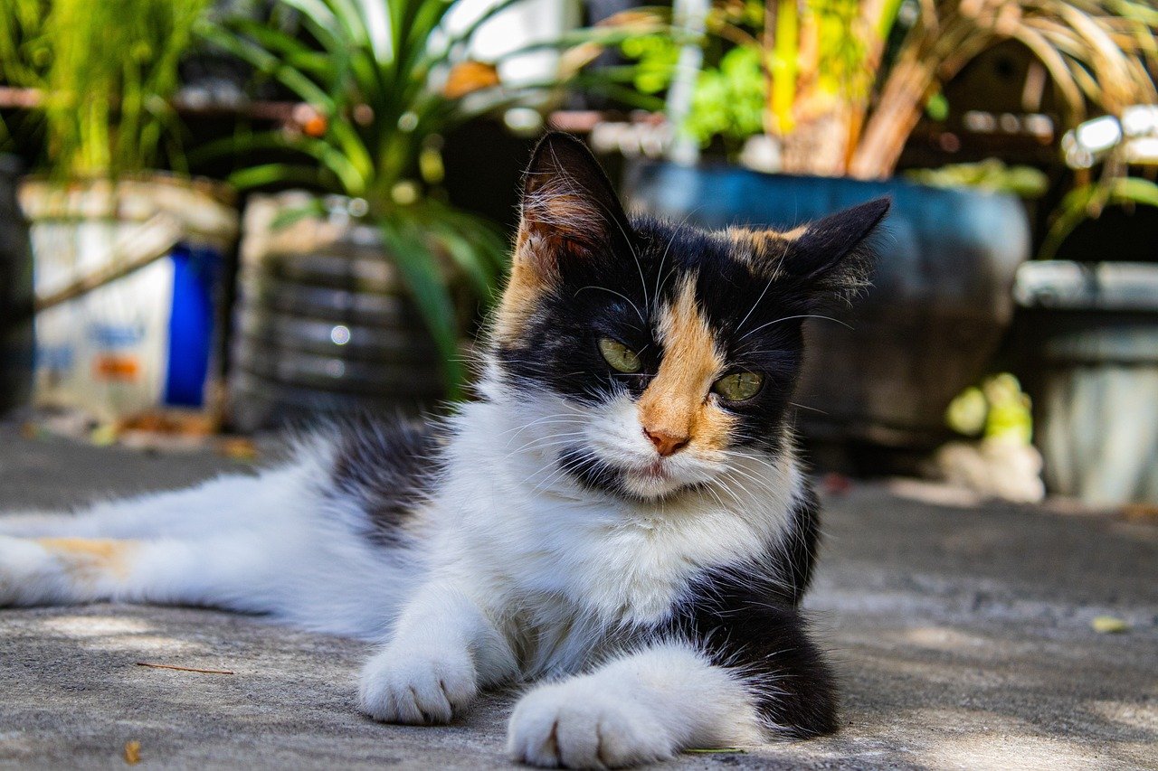 Calicos Can’t Be Bred on Purpose (image credits: pixabay)