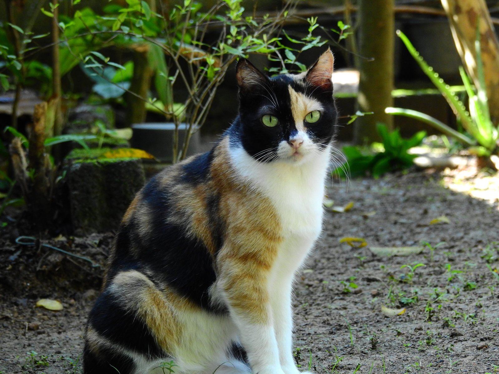 Calico Cats Are Natural Survivors (image credits: wikimedia)