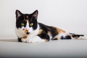 Are Calico Cats Lucky? 10 Fun Facts About This Charming Cat Breed