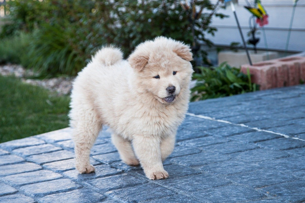 Chow Chow: The Dignified Loner (image credits: pixabay)