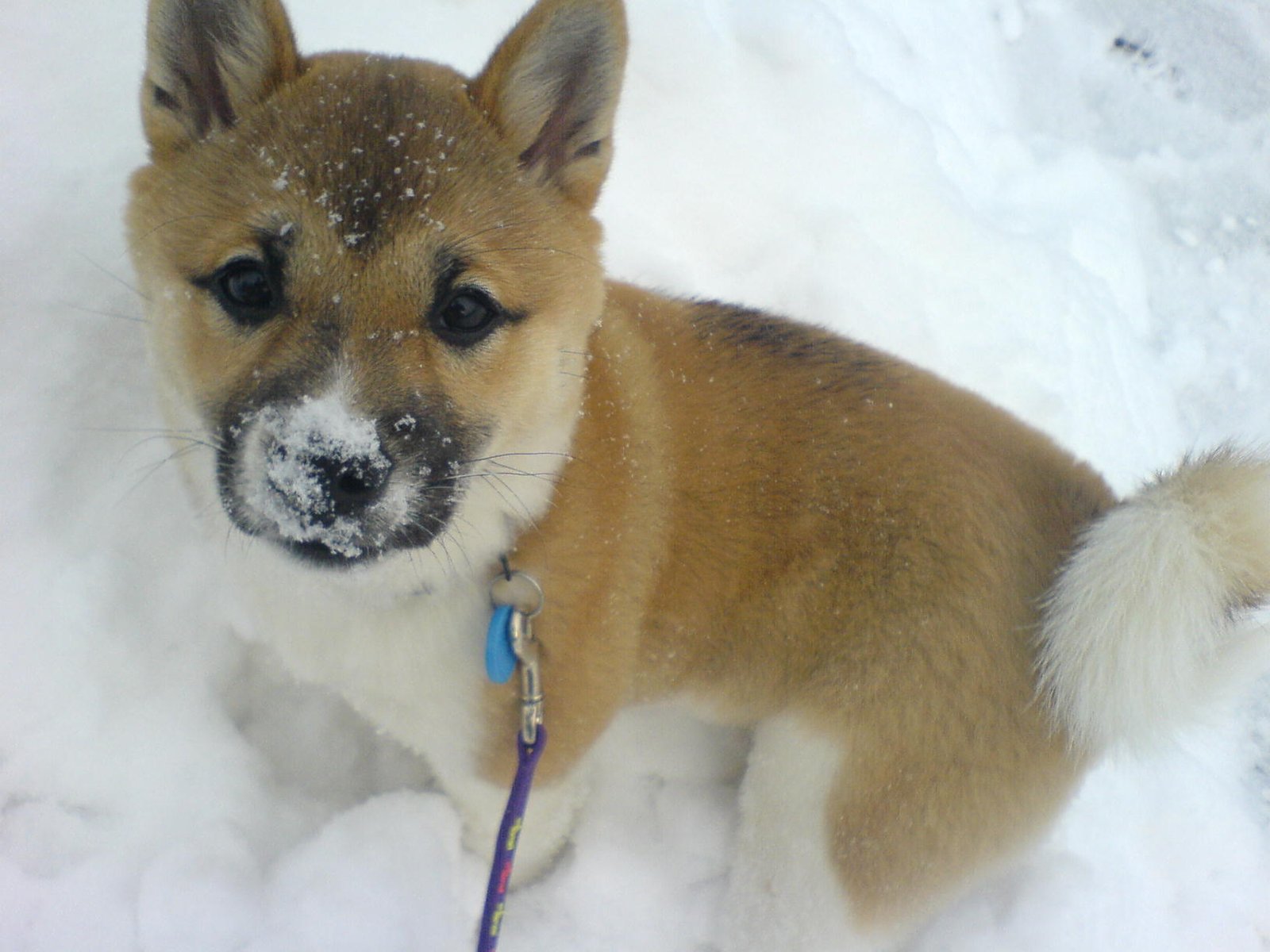 Shiba Inu: The Foxy Escape Artist (image credits: wikimedia)