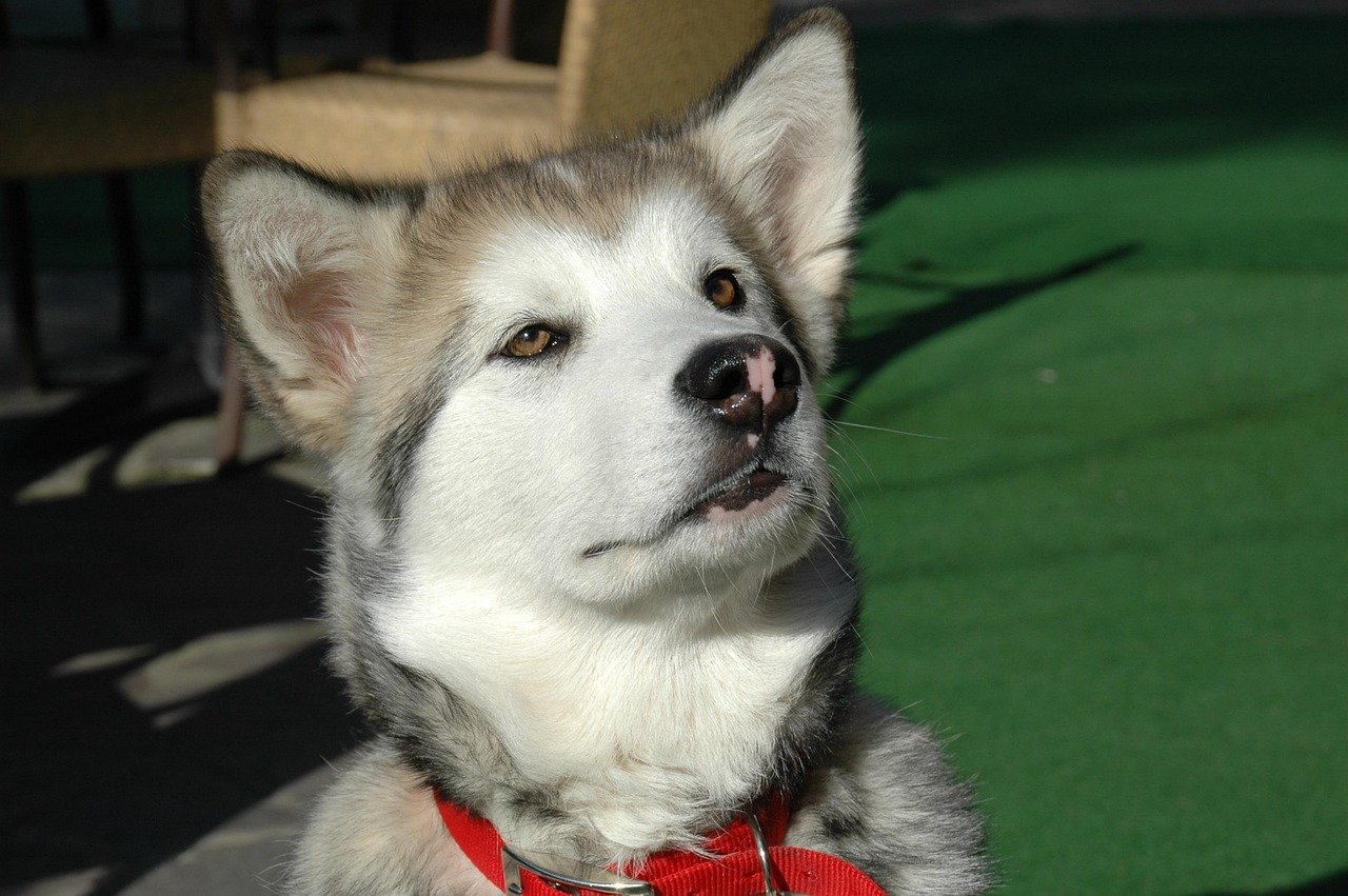 Alaskan Malamute: The Pack-Oriented Pup (image credits: pixabay)