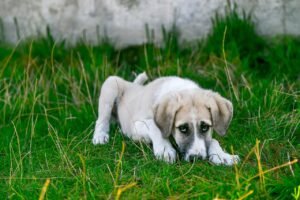 7 Triggers That Make Your Dog Act Out Unexpectedly