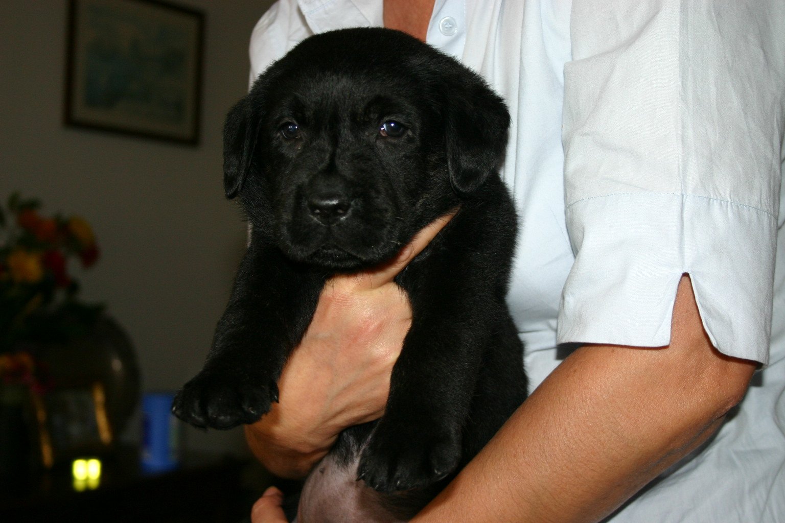 Labrador Retriever (image credits: wikimedia)
