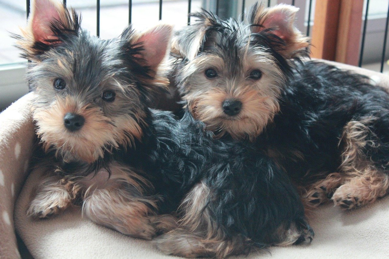 Yorkshire Terrier (image credits: pixabay)