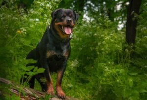 10 Tips on Taking Care of A Senior Rottweiler