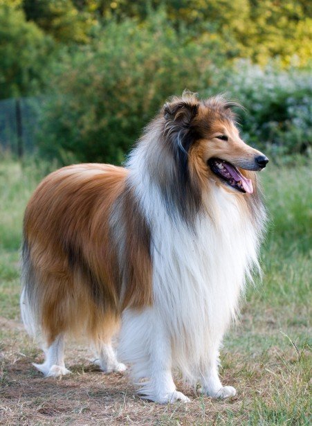Collie: The Faithful Guardian (image credits: wikimedia)