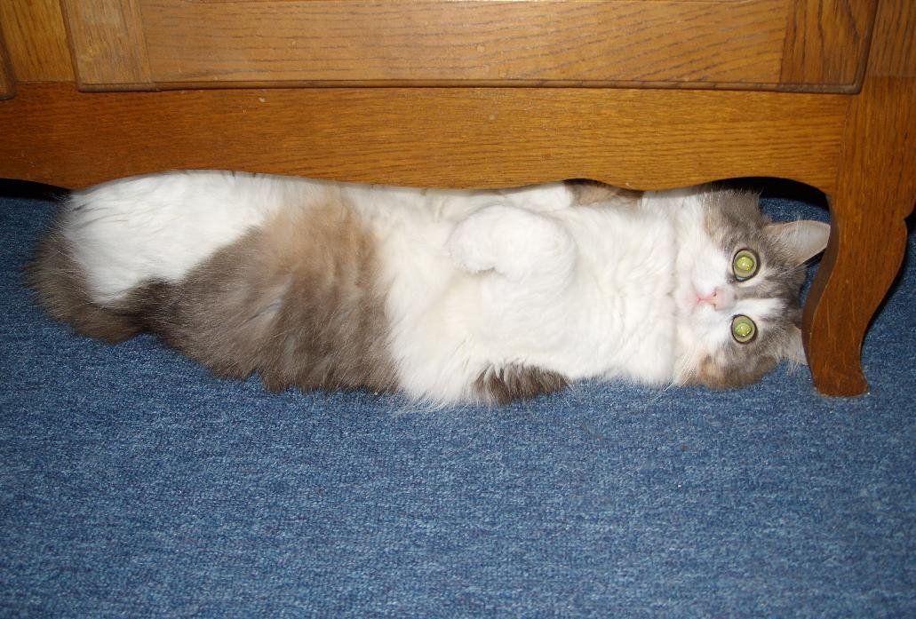 Creating Cozy Hiding Spots (image credits: wikimedia)