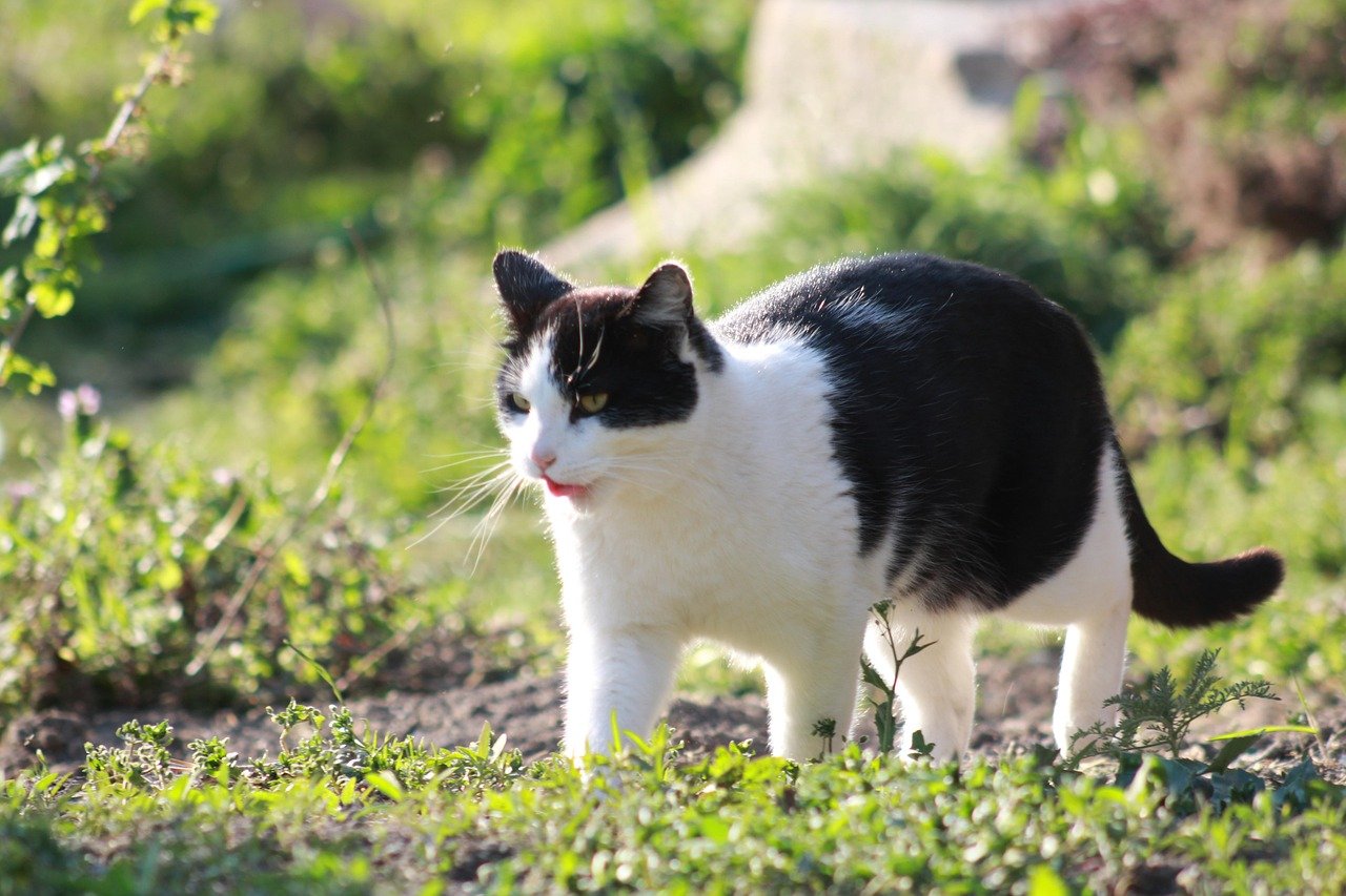 Maintaining a Predictable Environment (image credits: pixabay)