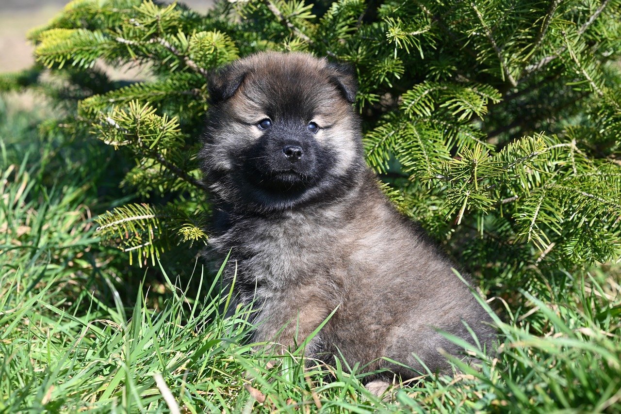 Neglecting Crate Training (image credits: pixabay)