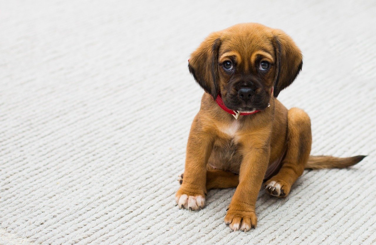 Overusing Treats (image credits: pixabay)