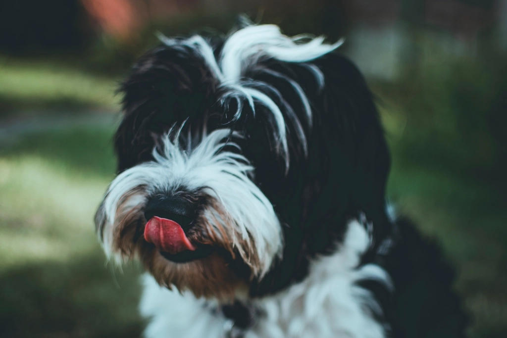 Excessive Licking, Chewing, or Scratching (image credits: rawpixel)