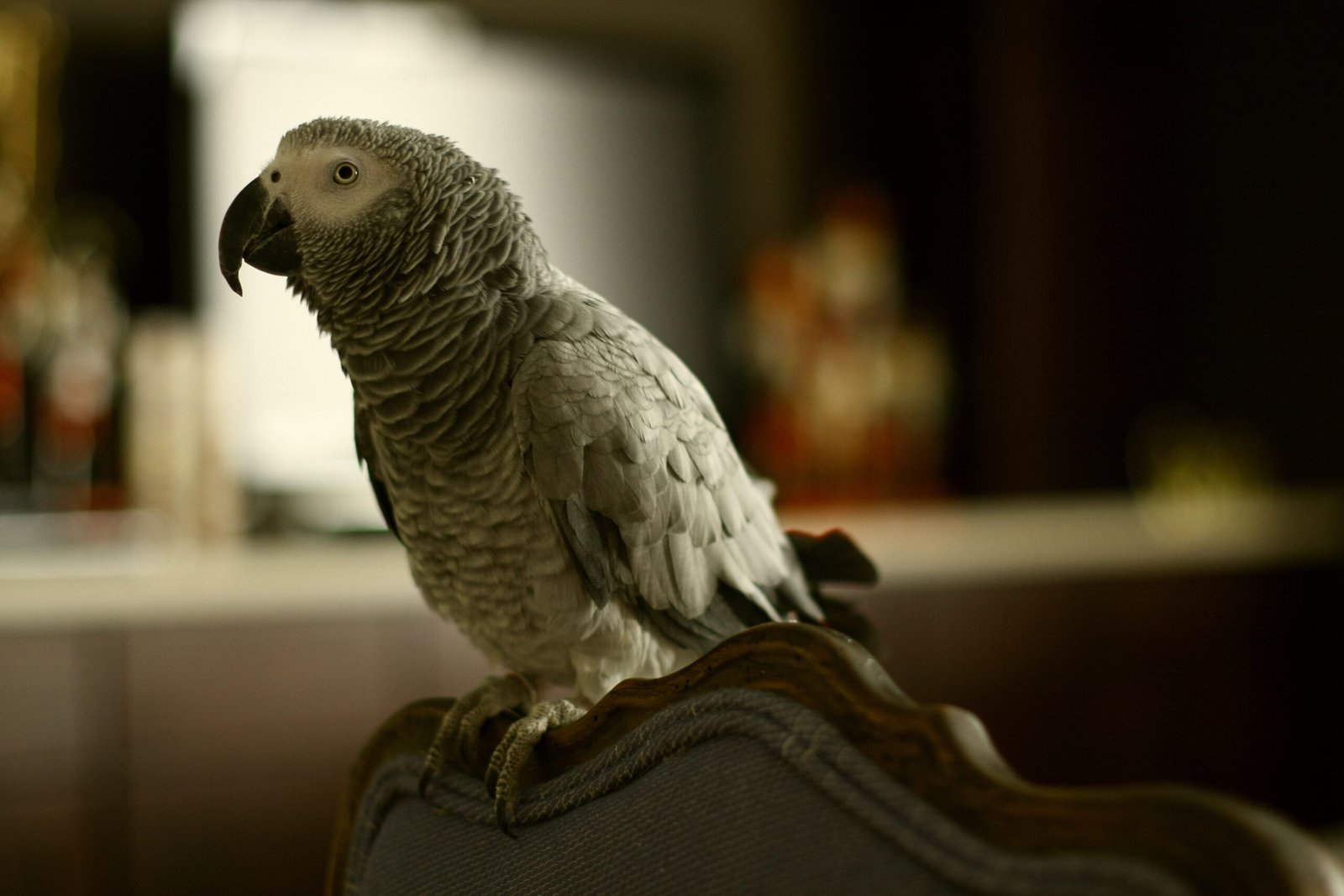 Parrots: Talkative Friends Who Listen and Respond (image credits: wikimedia)