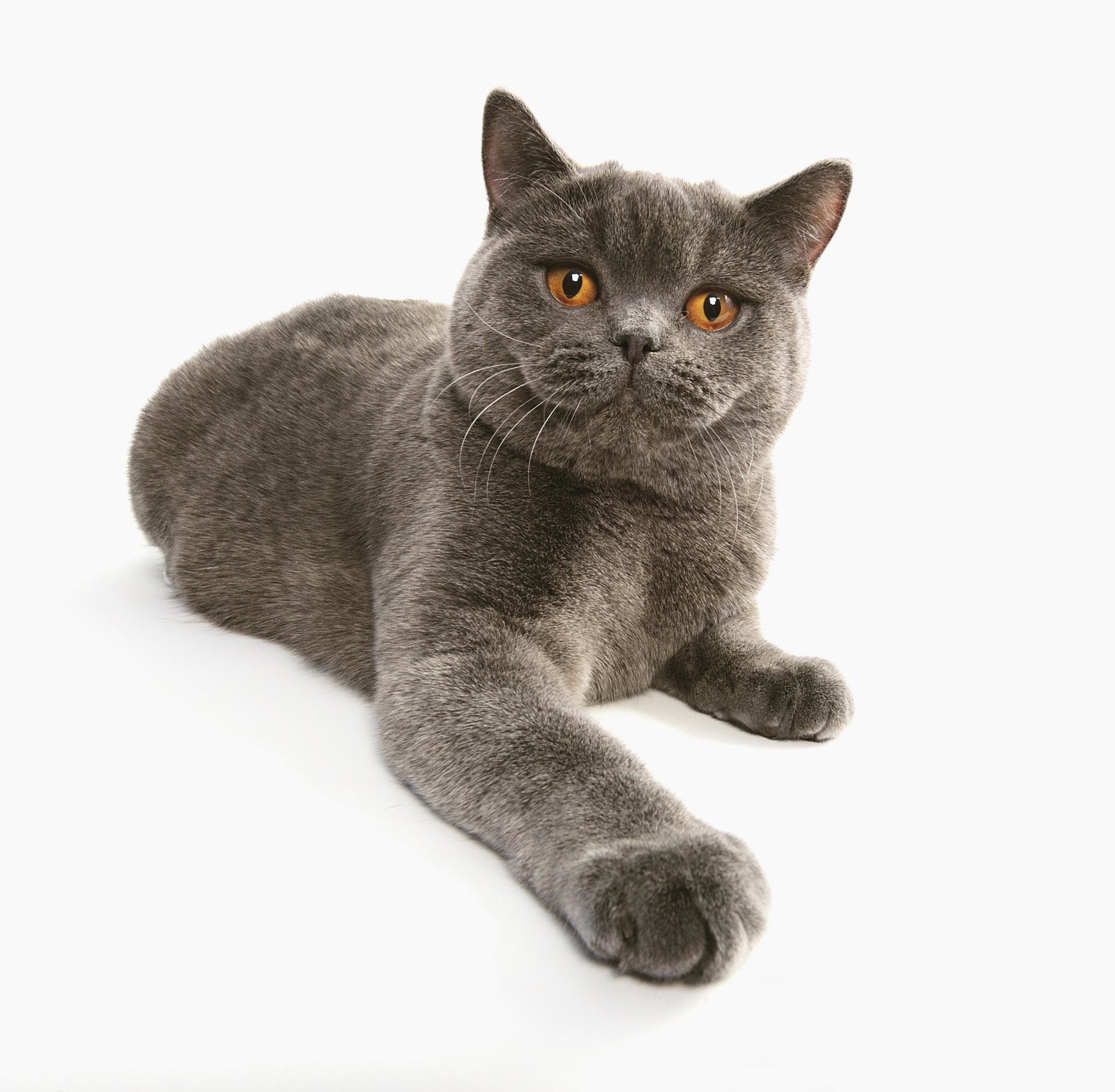British Shorthair: Plush and Placid (image credits: wikimedia)